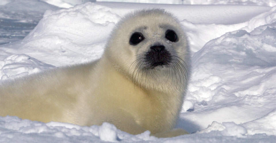 North-Harp-Seal-Watch-1-ice-seal