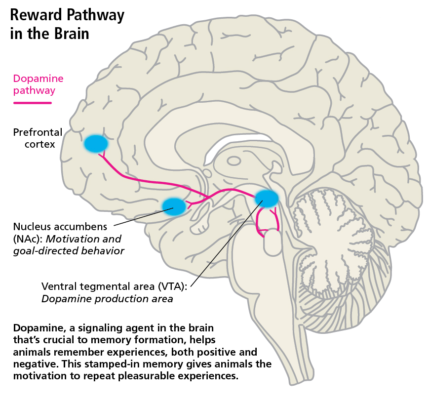 reward-pathway