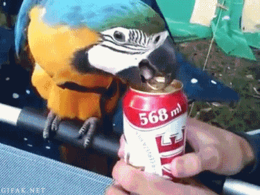 parrot_opens_beer-15174