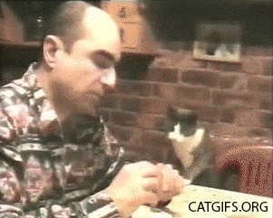 060_hungry_cat_gifs