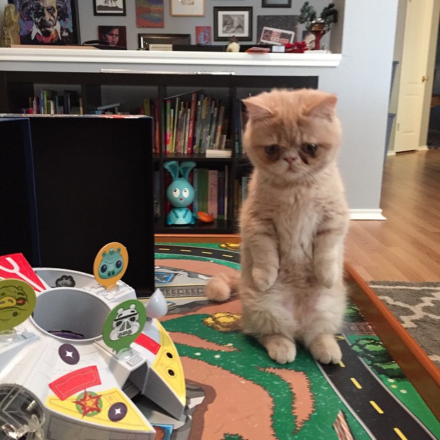 george-the-cat-standing-on-2-legs-14