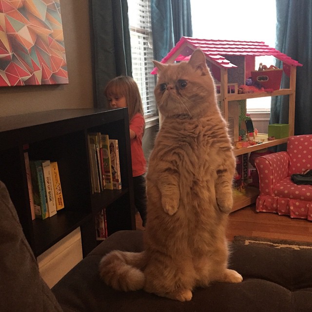 george-the-cat-standing-on-2-legs-16
