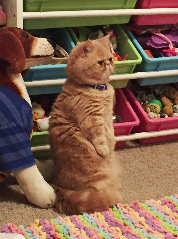 george-the-cat-standing-on-2-legs-9