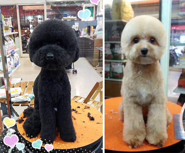 square-round-dog-haircut-taiwan-11