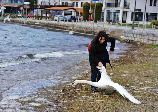 A rare tourist vulgarity in Ohrid: killing a swan to take a picture.