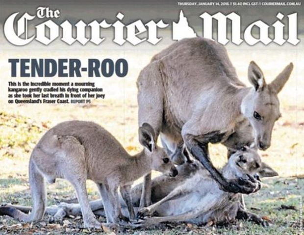 courier_mail_3549006b