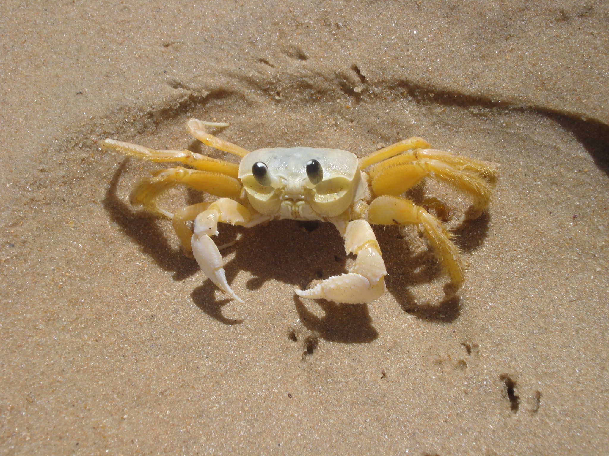 cute-crab