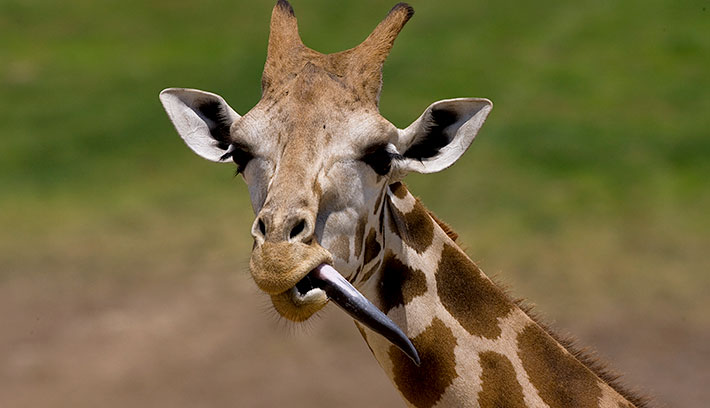 giraffe_ugandan_tongue