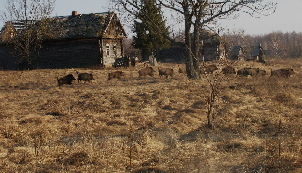 wild_boar_in_former_village_valeriy_yurko