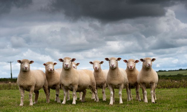 D37JC7 Flock of Dorset ewes in Cornwall.