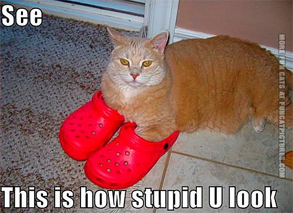 funny-cats-can-in-crocs