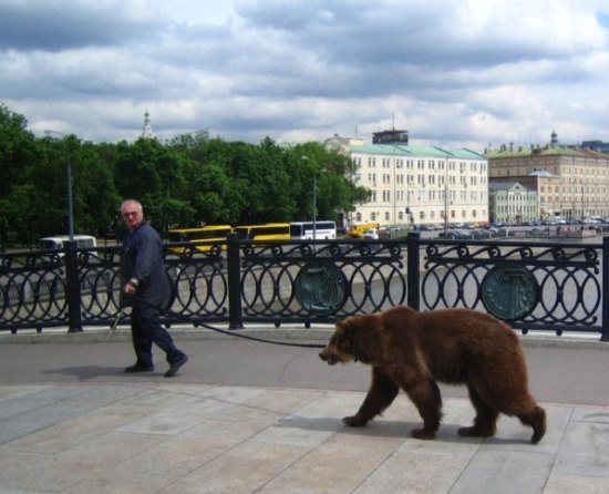 russia-bears-streets-12
