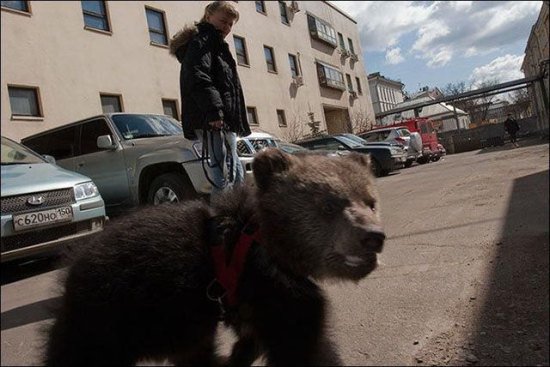 russia-bears-streets-32