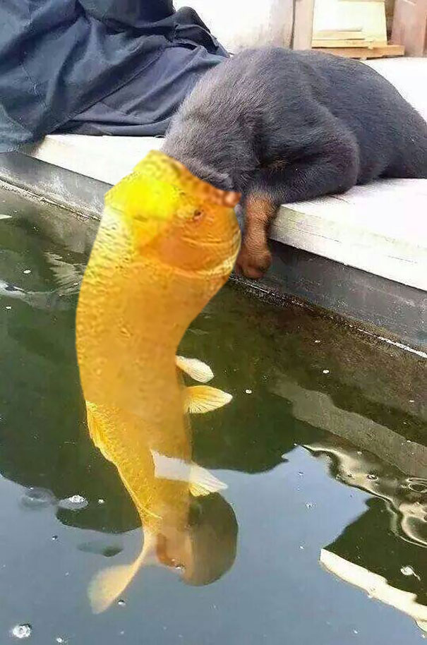 dog-kissing-fish-photoshop-battle-18-581df82870819__605