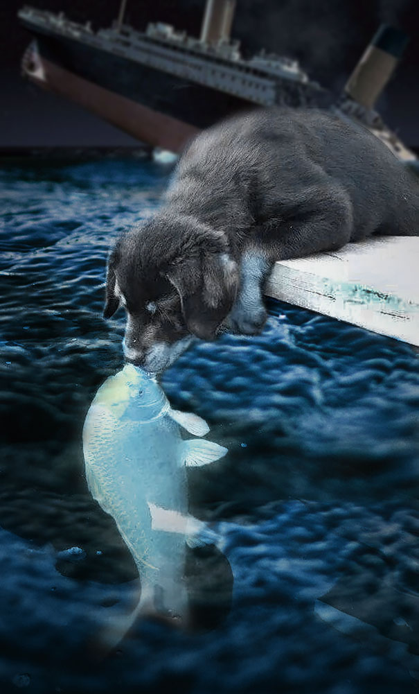 dog-kissing-fish-photoshop-battle-2-581df7f2c6e97__605