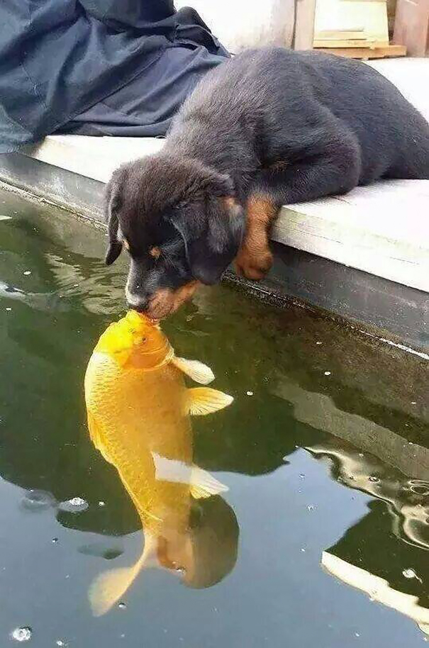 dog-kissing-fish-photoshop-battle-raw